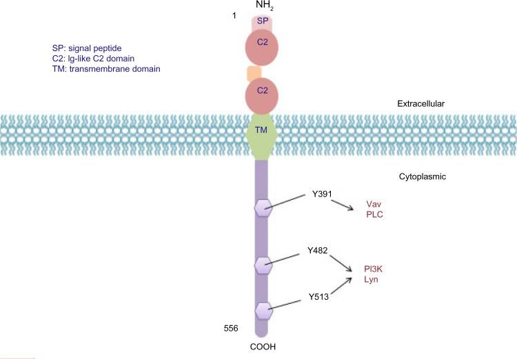 Fig.1 CD19 molecular structure. (Wang, Guoqing & Delong, 2012)